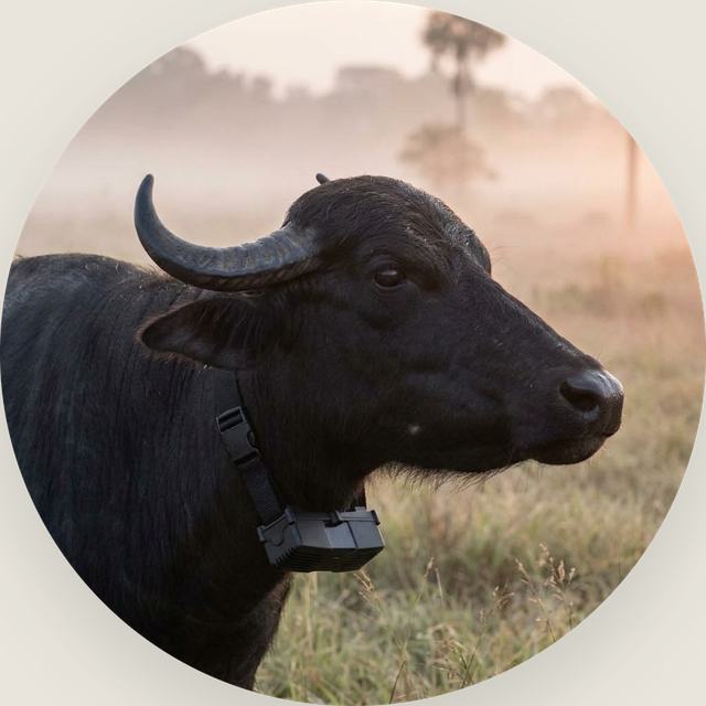 El collar HatoBit puesto en el cuello de un búfalo, al amanecer